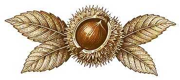 Riccio di castagno con foglie
